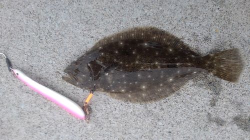 ソゲの釣果