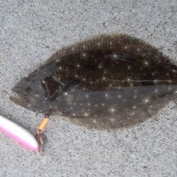 ソゲ