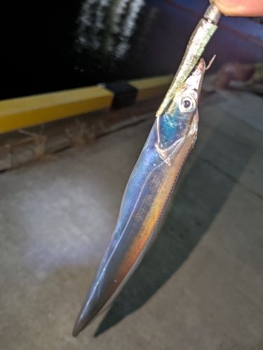 タチウオの釣果