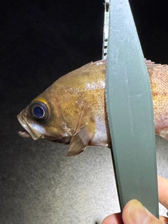 メバルの釣果
