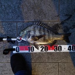 クロダイ