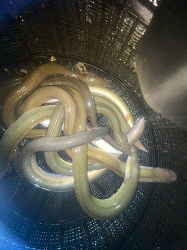ニホンウナギの釣果