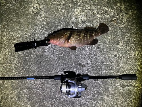 キジハタの釣果