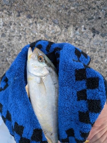 イサキの釣果