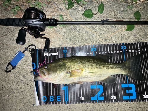 ブラックバスの釣果