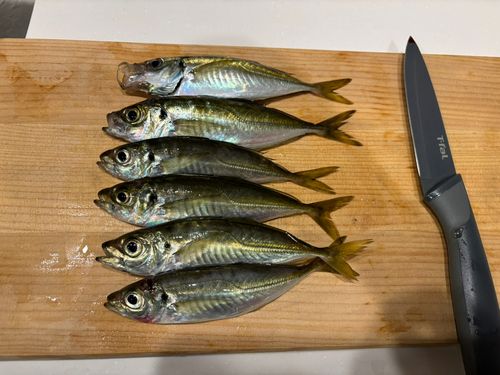 アジの釣果