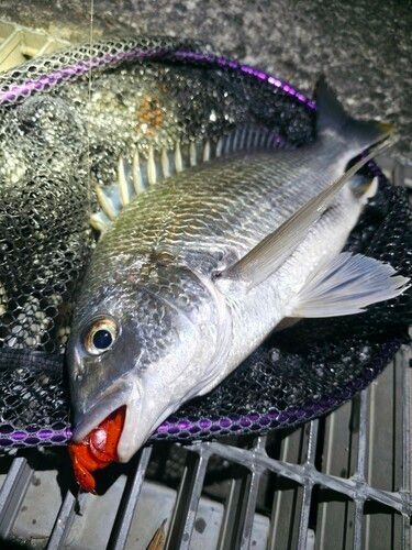 キビレの釣果