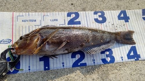 アイナメの釣果