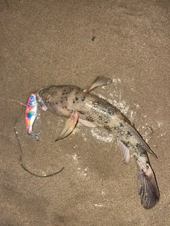 ウロハゼの釣果