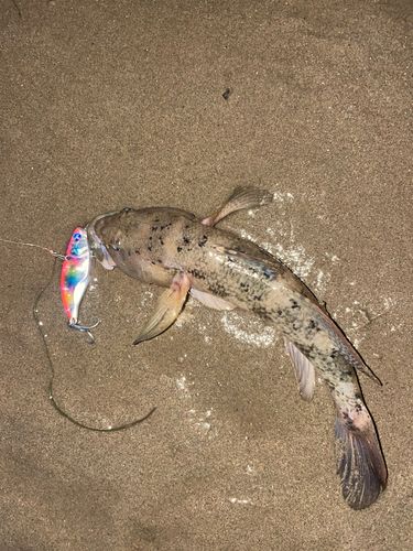 ウロハゼの釣果