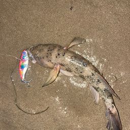 ウロハゼ