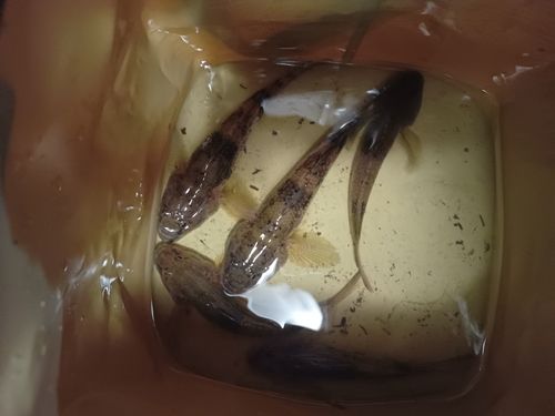 ウロハゼの釣果