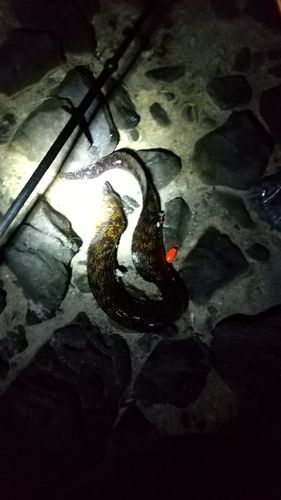 ウツボの釣果