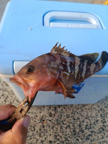 アコウの釣果