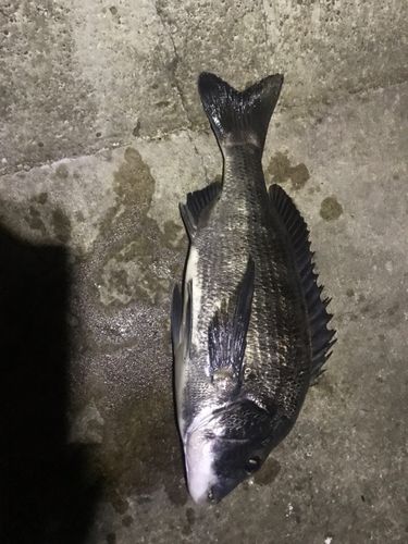 チヌの釣果