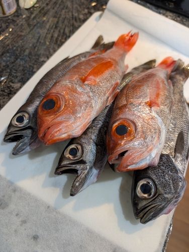 アカムツの釣果