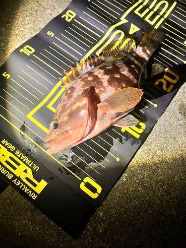 キジハタの釣果