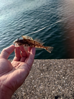 ハゼの釣果