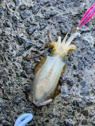 アオリイカの釣果