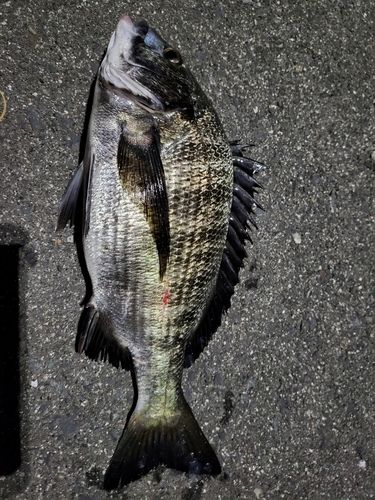 チヌの釣果