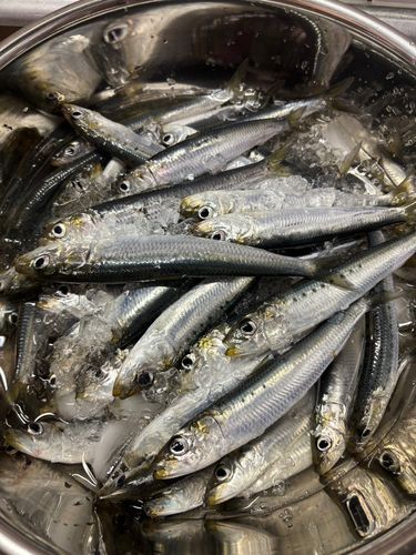 イワシの釣果