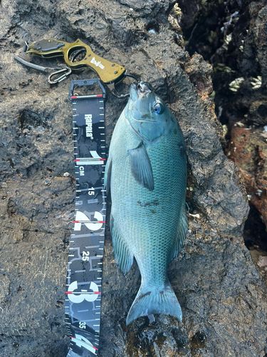 メジナの釣果