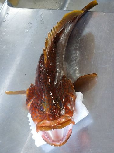 キジハタの釣果