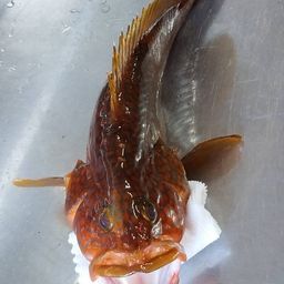 キジハタ