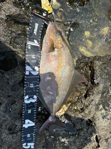 ショゴの釣果