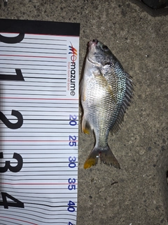 キビレの釣果