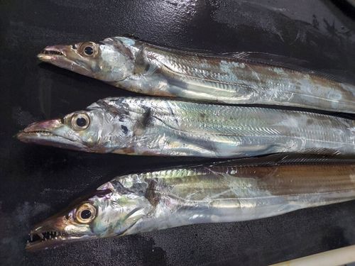 タチウオの釣果