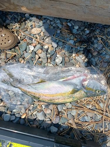 ヒラマサの釣果