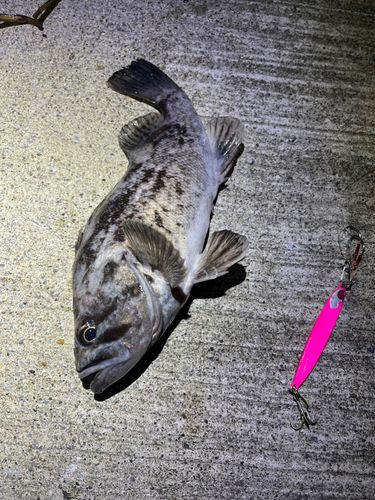 クロソイの釣果