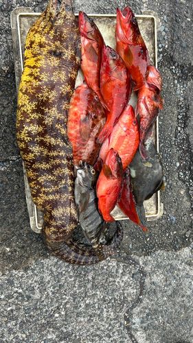 ウツボの釣果