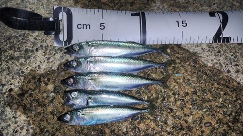 サバの釣果