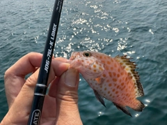 オオモンハタの釣果