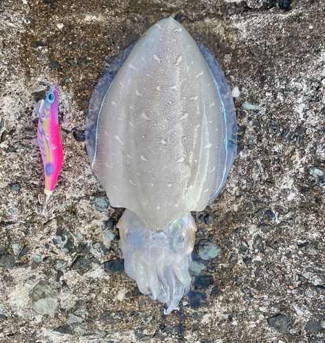 コウイカの釣果