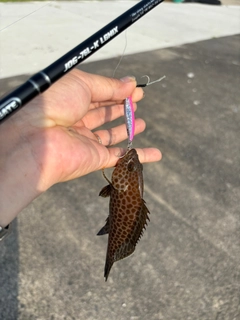 オオモンハタの釣果