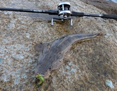 マゴチの釣果