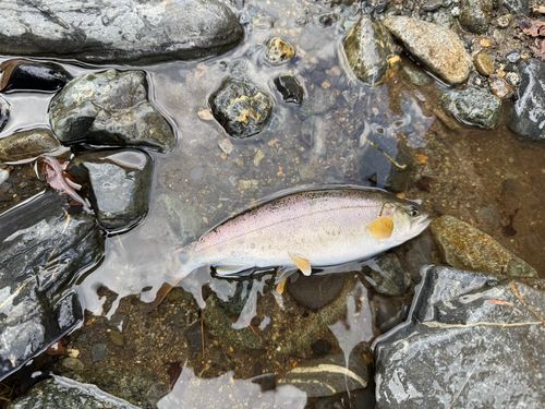 ヤマメの釣果