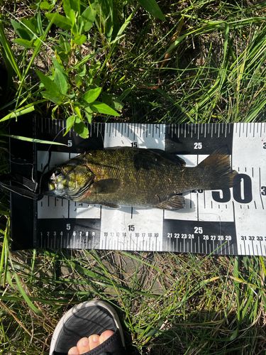 スモールマウスバスの釣果