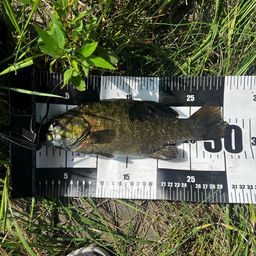 スモールマウスバス