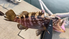 クエの釣果