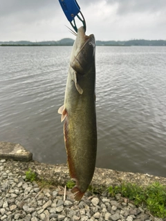 ナマズの釣果