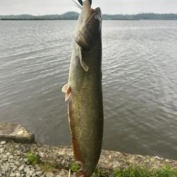 ナマズ