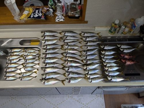 アジの釣果
