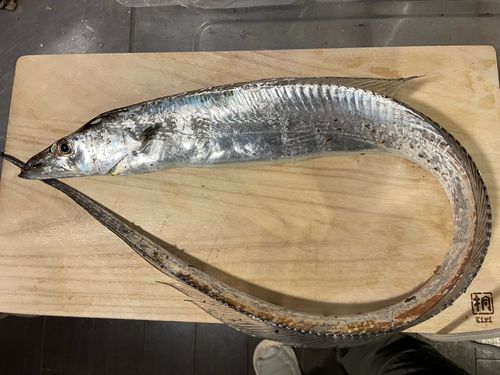 タチウオの釣果