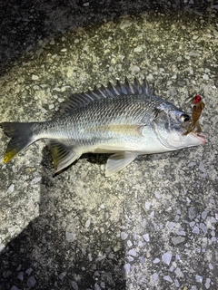 チヌの釣果