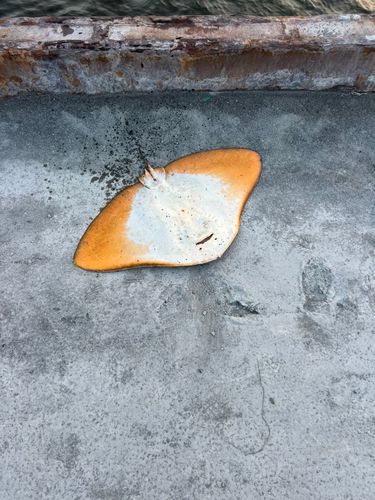 エイの釣果