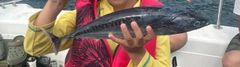 ヒラソウダの釣果